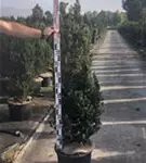 Eibe 'Hillii' - Taxus media 'Hillii' - Heckenpflanzen
