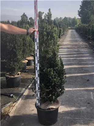 Eibe 'Hillii' - Taxus media 'Hillii' - Heckenpflanzen