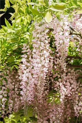 Weißer Cin.Blauregen - Wisteria sinensis 'Rosea'