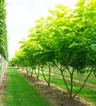 Reichfruchtender Trompetenbaum 'Aurea' - Catalpa bignonioides 'Aurea' - Baum