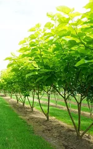 Catalpa bignonioides 'Aurea' - Unikum