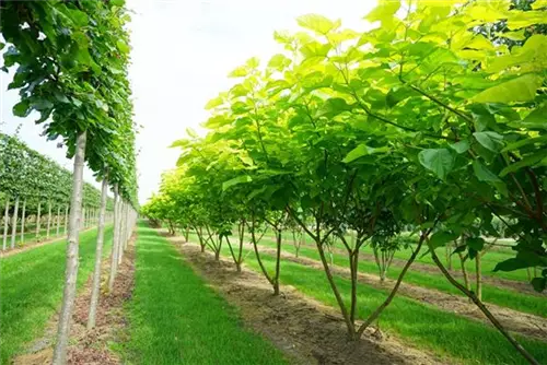 Reichfruchtender Trompetenbaum 'Aurea' - Catalpa bignonioides 'Aurea' - Baum
