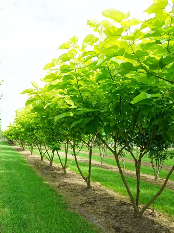 Reichfruchtender Trompetenbaum 'Aurea' - Catalpa bignonioides 'Aurea' - Baum