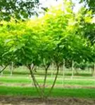 Reichfruchtender Trompetenbaum 'Aurea' - Catalpa bignonioides 'Aurea' - Baum