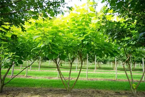 Reichfruchtender Trompetenbaum 'Aurea' - Catalpa bignonioides 'Aurea' - Baum