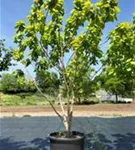 Reichfruchtender Trompetenbaum 'Aurea' - Catalpa bignonioides 'Aurea' - Unikum