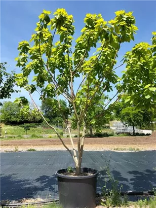 Reichfruchtender Trompetenbaum 'Aurea' - Catalpa bignonioides 'Aurea' - Unikum