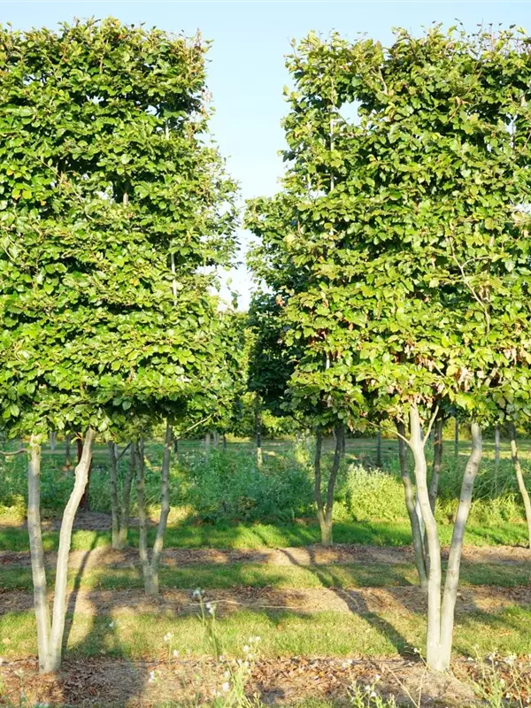 Rotbuche - Fagus sylvatica - Formgehölze