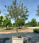 Zierapfel 'Evereste' -R- - Malus 'Evereste' -R- CAC Zierapfel 'Evereste' -R- - Malus 'Evereste' -R- CAC