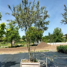 Malus 'Evereste' -R- CAC, mehrstämmig Schirmform 250- 300 Malus 'Evereste' -R- CAC, mehrstämmig Schirmform 250- 300