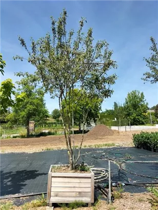 Zierapfel 'Evereste' -R- - Malus 'Evereste' -R- CAC