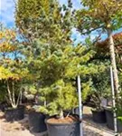 Blaue Mädchenkiefer 'Negishi' - Pinus parviflora 'Negishi' - Formgehölze