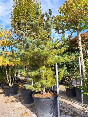 Blaue Mädchenkiefer 'Negishi' - Pinus parviflora 'Negishi' - Formgehölze