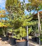 Blaue Mädchenkiefer 'Negishi' - Pinus parviflora 'Negishi' - Formgehölze