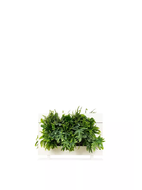 LiveDivider Plus 1