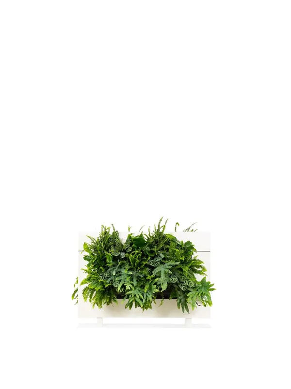 LiveDivider Plus 1