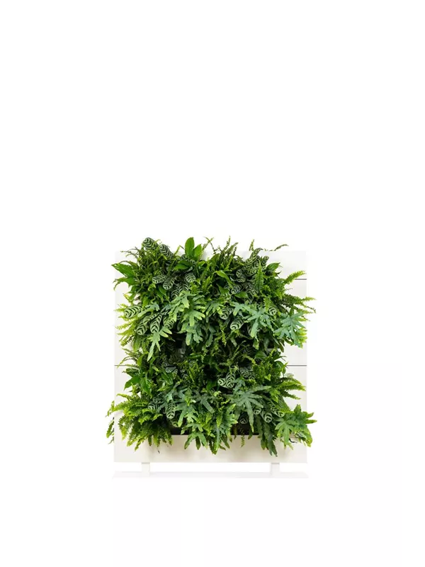 LiveDivider Plus 2