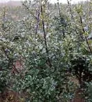 Stechpalme 'Blue Maid' -R- - Ilex meserveae 'Blue Maid' -R-