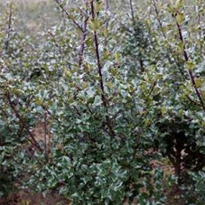 Ilex meserveae 'Blue Maid' -R-, mB 60- 80