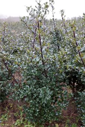 Stechpalme 'Blue Maid' -R- - Ilex meserveae 'Blue Maid' -R-