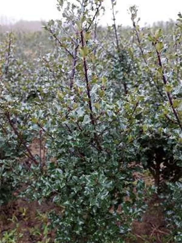Stechpalme 'Blue Maid' -R- - Ilex meserveae 'Blue Maid' -R-