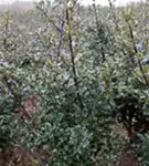 Stechpalme 'Blue Maid' -R- - Ilex meserveae 'Blue Maid' -R-