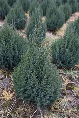 Blauer Kegel-Mooswacholder - Juniperus chin.'Stricta'