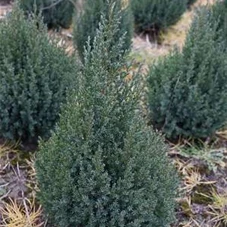 Juniperus chin.'Stricta', mB 80- 100