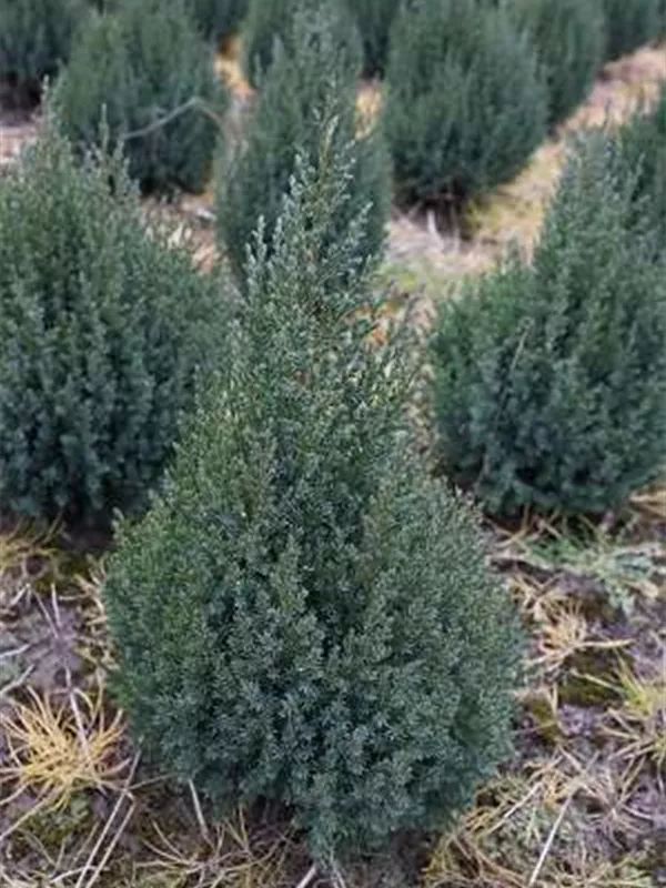 Blauer Kegel-Mooswacholder - Juniperus chin.'Stricta'