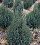 Blauer Kegel-Mooswacholder - Juniperus chin.'Stricta'