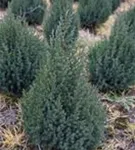 Blauer Kegel-Mooswacholder - Juniperus chin.'Stricta'