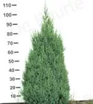 Blauer Kegel-Mooswacholder - Juniperus chin.'Stricta'