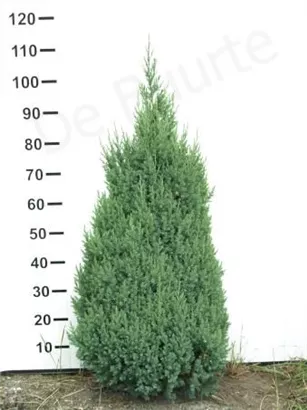 Blauer Kegel-Mooswacholder - Juniperus chin.'Stricta'