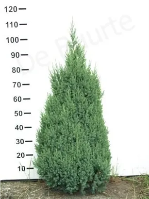 Blauer Kegel-Mooswacholder - Juniperus chin.'Stricta'