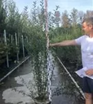 Schwarzgrüner Liguster 'Atrovirens' - Ligustrum vulgare 'Atrovirens'