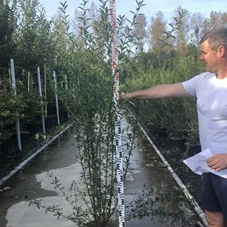 Ligustrum vulgare 'Atrovirens', C 20 175- 200