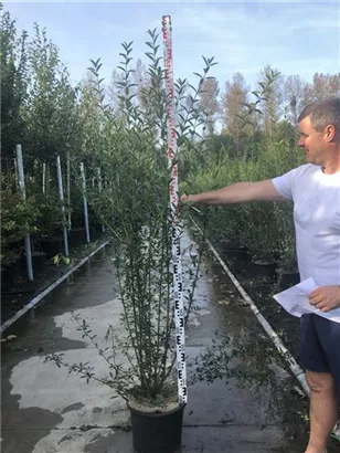 Schwarzgrüner Liguster 'Atrovirens' - Ligustrum vulgare 'Atrovirens'