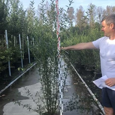 Ligustrum vulgare 'Atrovirens', C 20 175- 200