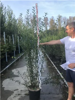 Schwarzgrüner Liguster 'Atrovirens' - Ligustrum vulgare 'Atrovirens'