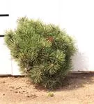Kugel-Kiefer 'Mops' - Pinus mugo 'Mops' - Nadeln - Koniferen