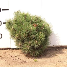 Pinus mugo 'Mops' - Nadeln - Koniferen, mB 30- 35