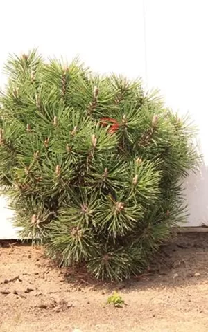 Pinus mugo 'Mops' - Nadeln - Koniferen