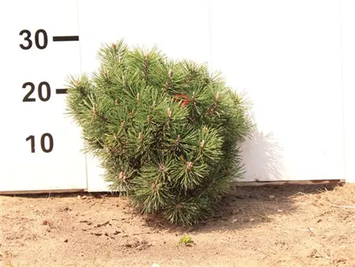 Kugel-Kiefer 'Mops' - Pinus mugo 'Mops' - Nadeln - Koniferen
