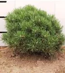 Kugel-Kiefer 'Mops' - Pinus mugo 'Mops' - Nadeln - Koniferen