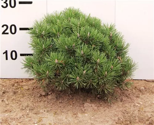 Kugel-Kiefer 'Mops' - Pinus mugo 'Mops' - Nadeln - Koniferen