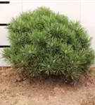 Kugel-Kiefer 'Mops' - Pinus mugo 'Mops' - Nadeln - Koniferen