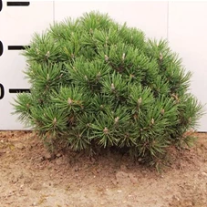 Pinus mugo 'Mops' - Nadeln - Koniferen, mB 35- 40