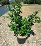 Lorbeerkirsche 'Etna' -R- - Prunus lauroc.'Etna' -R-