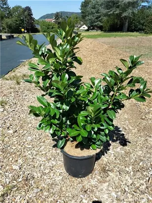 Lorbeerkirsche 'Etna' -R- - Prunus lauroc.'Etna' -R-