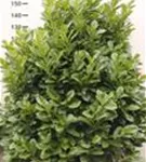 Lorbeerkirsche 'Etna' -R- - Prunus lauroc.'Etna' -R-
